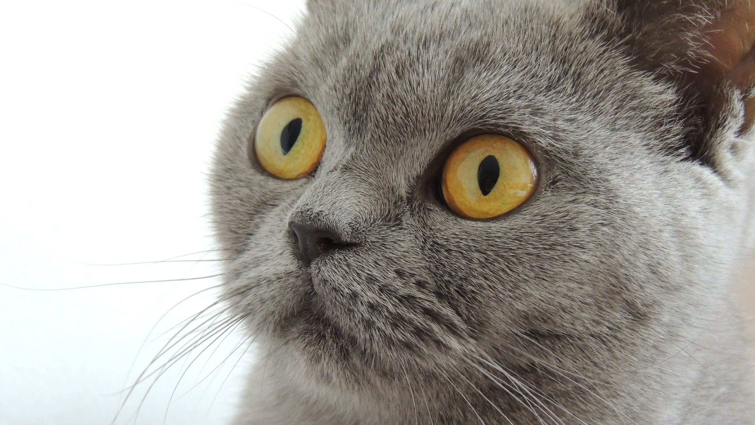 “沙滩排球：高新体育中心赛场的速度与力量比拼”