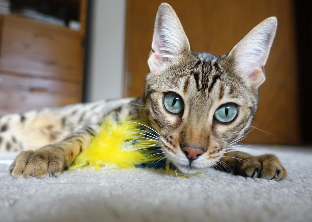 主场比赛助攻分布热区是否趋向固定区域，场均助攻