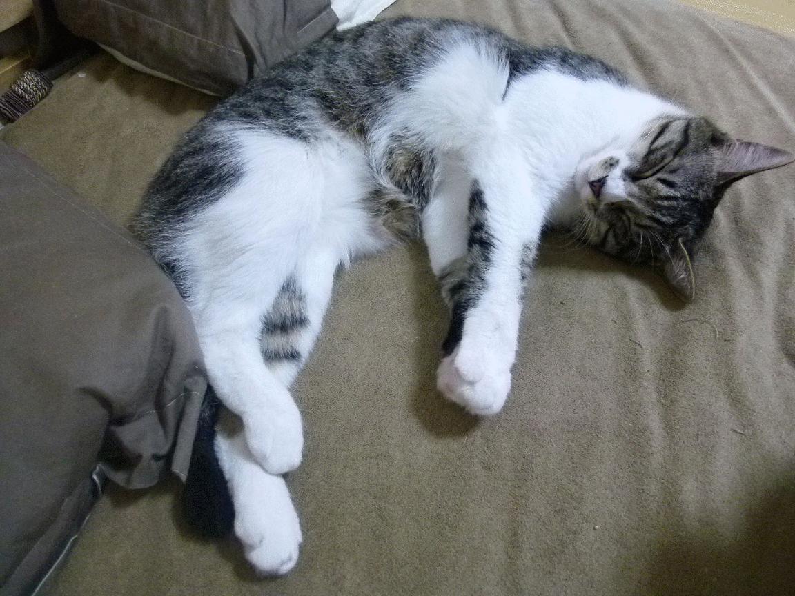 外线防守能力最强的小前锋排名，外线防守能力最强的小前锋排名榜