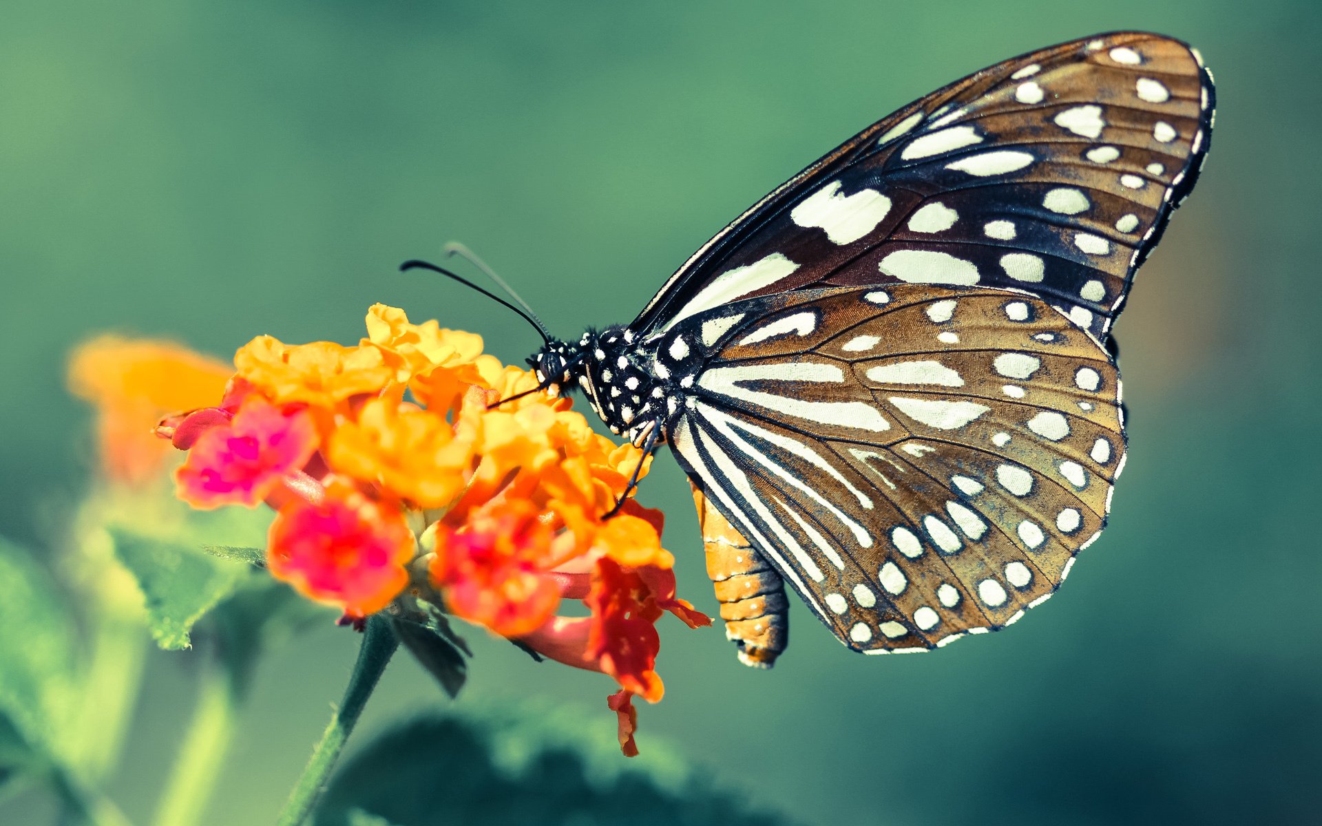 控球中场与创造型前腰形成互补，控球位置