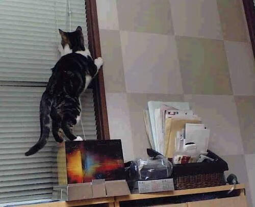 校园足球赛事促进学生全面发展,开展校园足球的可行性