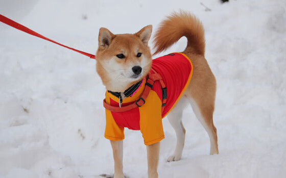 乐鱼体育在线-法国乒乓选手表现惊艳，成功晋级决赛，法国乒乓球队员名单