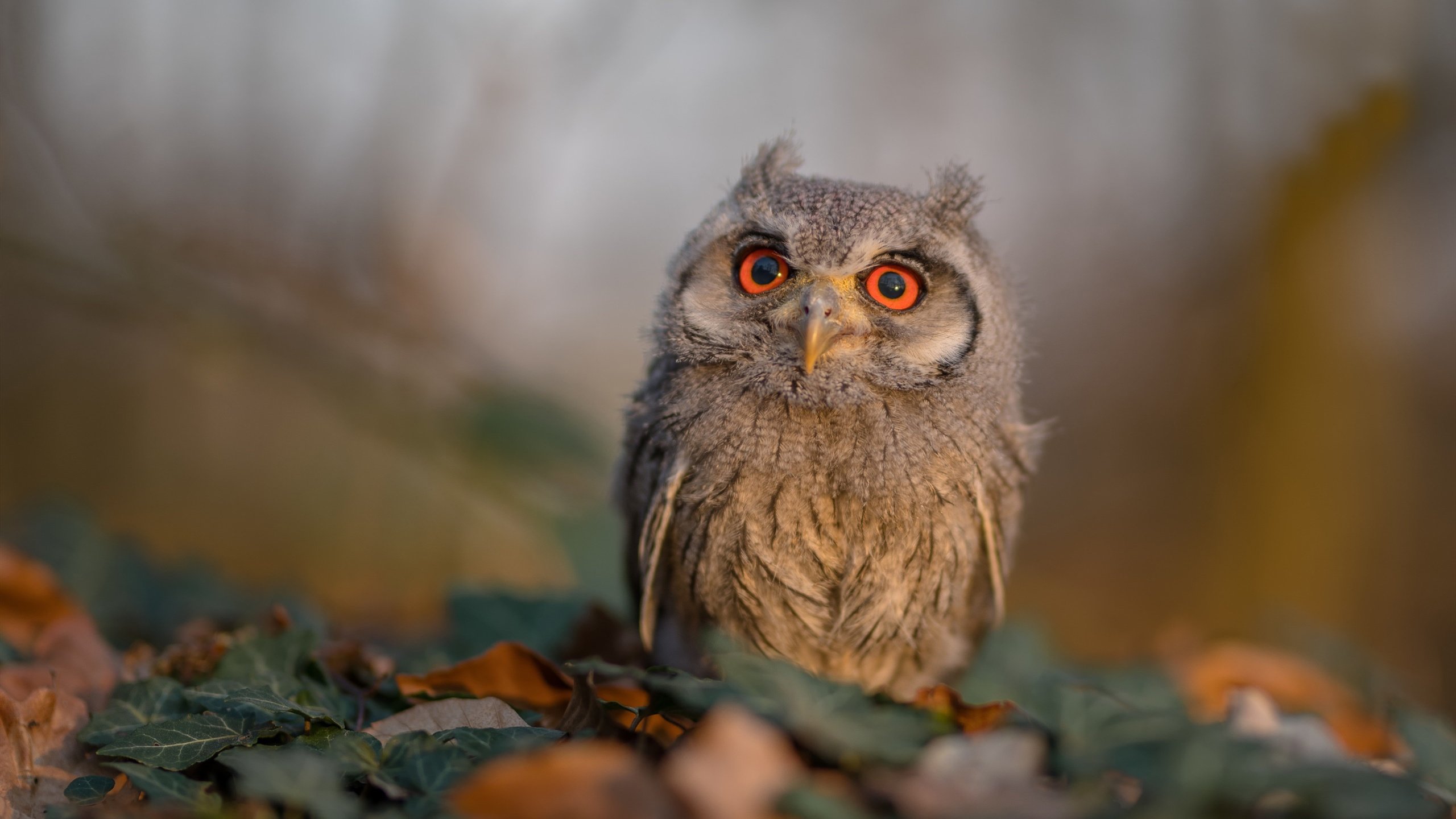 乐鱼体育下载入口-赫罗纳高位压迫打乱对手组织节奏，赫罗纳对萨拉戈萨