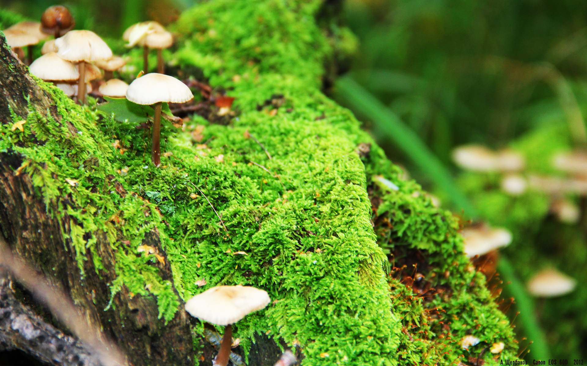 足球主帅赛前发布会话题不断,足球 主帅