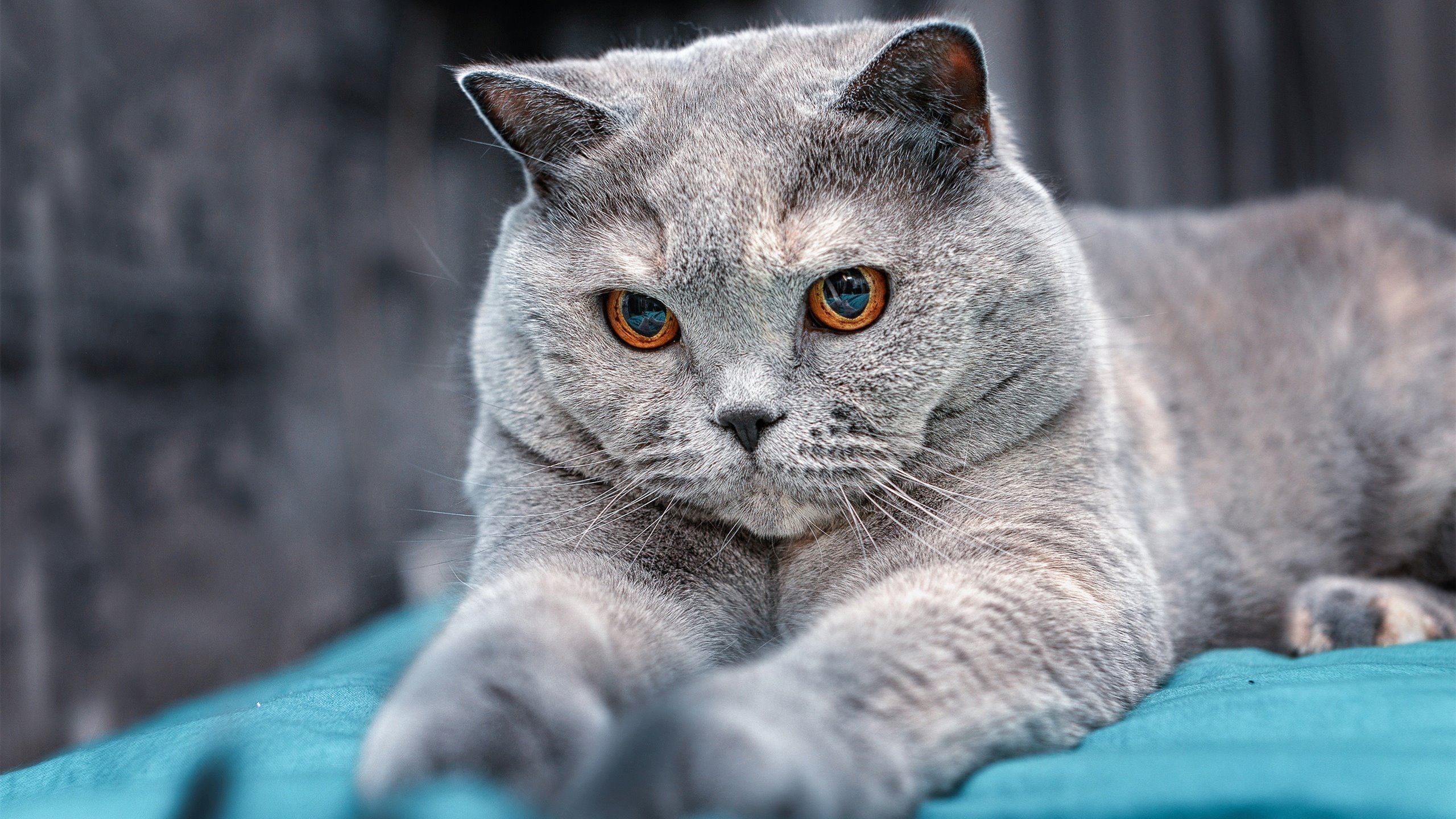 马竞稳固站位抵挡连续反扑攻势,马竞防守集锦