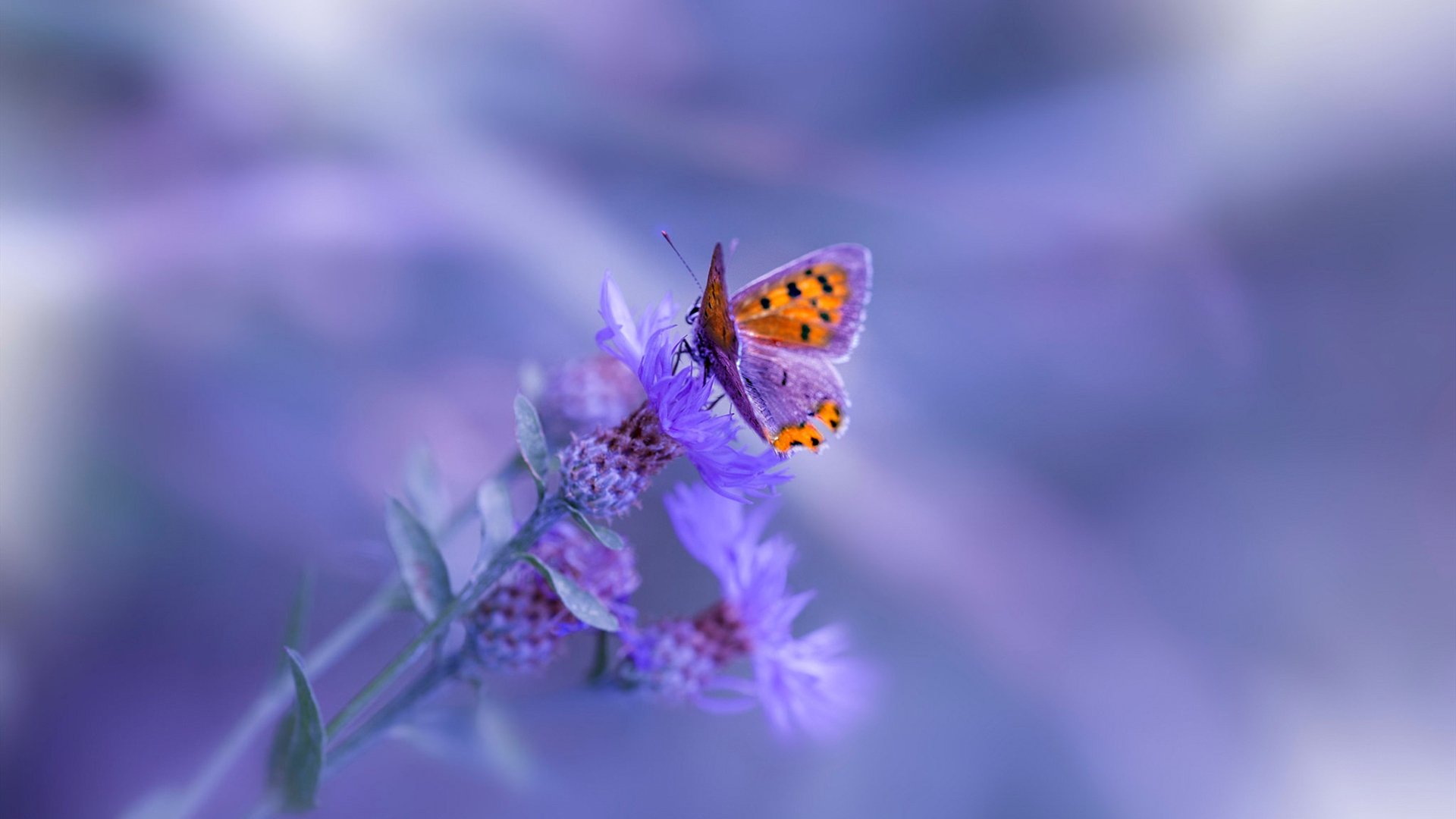 乐鱼体育在线入口-CBA俱乐部设立退役球员讲师团助力青训发展，cba退役球员有退休金么