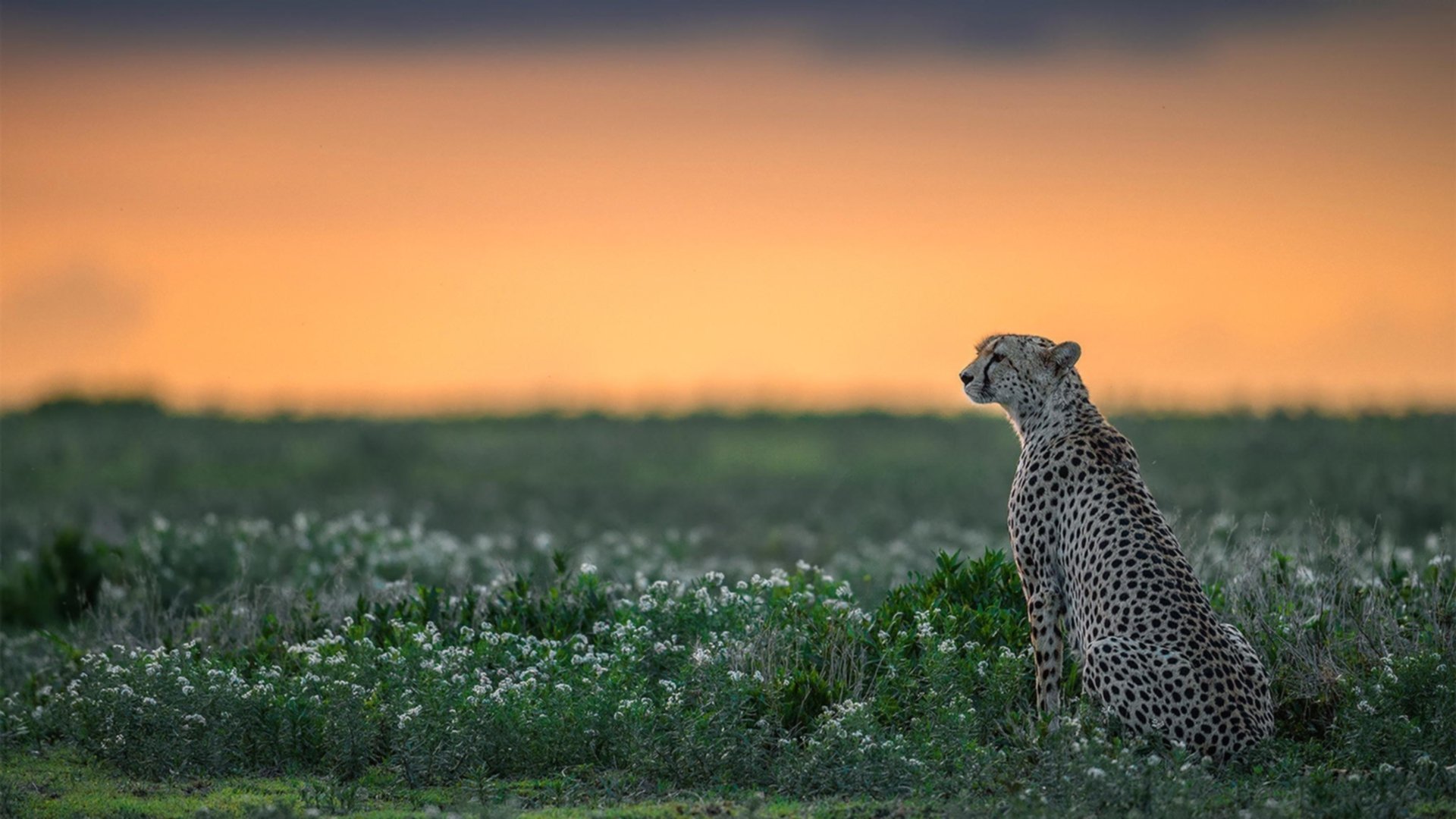 世界杯高光瞬间：经典进球、神级扑救不断！，世界杯精彩十大进球